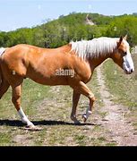 Image result for Light Brown Horse Stallion