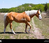 Image result for Light Brown Draft Horse