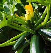 Image result for Green Courgette