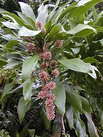 Image result for Dracaena Leaves