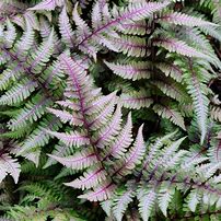 Image result for Athyrium Fern Seeds