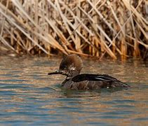 Image result for Hooded Merganser Black and White