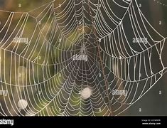 Image result for Spider Web Dew