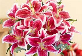 Image result for Stargazer Lily