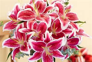 Image result for Stargazer Lily