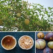 Image result for Bael Fruit Leaves