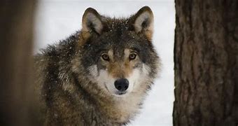 Image result for Wolfish in Nova Scotia