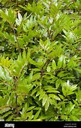 Image result for Titoki Tree Leaf