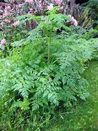 Image result for Poison hemlock