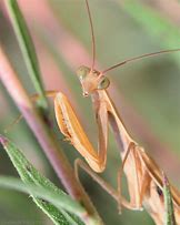 Image result for Skittish Mantis