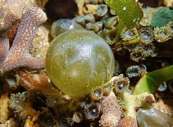 Image result for Algae Biology