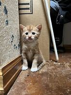 Image result for 2 Month Old Kitten