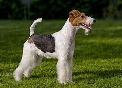 Image result for Terrier Dog Breeds List