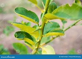 Image result for Key Lime Tree Thorns