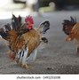 Image result for Serama Chicken Baby