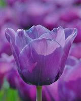 Image result for Blue Tulip Bulbs