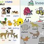 Image result for Every Kind of Animal