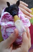 Image result for baby bat care