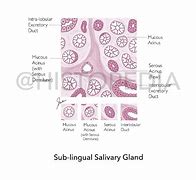 Image result for Histology Diagram