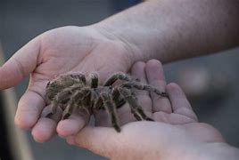 Image result for Venomous Tarantula