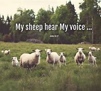 Image result for Sheep Hear My Voice Jesus