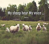 Image result for Sheep Hear My Voice