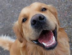 Image result for Dog with Human Smile