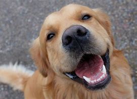 Image result for Human Smiling with Dog