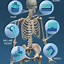 Image result for Human Body Joints