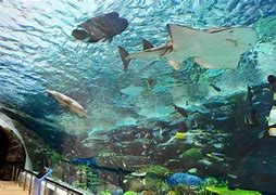 Image result for Nagoya Aquarium