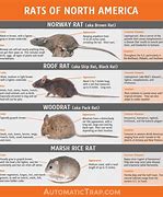 Image result for Rat Free