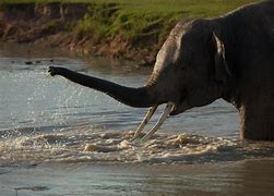 Image result for Elephants Playing in Water