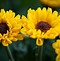 Image result for Desktop Wallpaper Natural Flowers