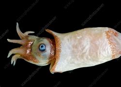 Image result for Spirula Cephalopod