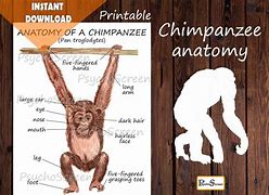 Image result for Monkey Anatomy Diagram