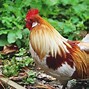 Image result for Java Chicken Breeders