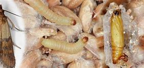 Image result for Indian Rice Moth