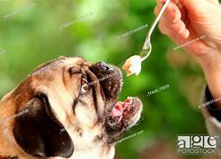 Image result for Pug Eating Tuna