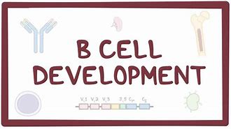 Image result for Bone Cell Picture B