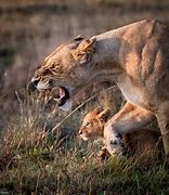 Image result for Mother and Father Lion Protecting Cub