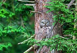 Image result for Owl Hide Among Leaves