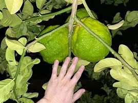 Image result for Lemon-Orange Hybrid