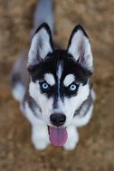 Image result for Black and White Husky Dog