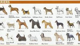 Image result for AKC Terrier Breeds