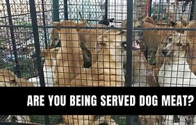 Image result for Dog Meat in Bangalore