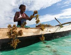 Image result for Seaweed Farming