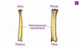 Image result for Fibrous Joints Easy Diagranm