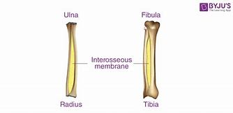 Image result for Fibrous Joint