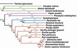 Image result for Primate Genus Chart