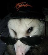 Image result for Cool Possum